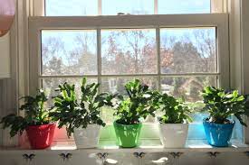 Plants should be kept in bright, indirect light. Crescent Garden The Mystery Of A Blooming Christmas Cactus