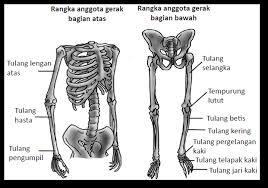 Struktur rangka manusia rangka manusia terbagi atas tiga bagian yaitu : Http Repository Uib Ac Id 748 5 1231068 Chapter2 Pdf
