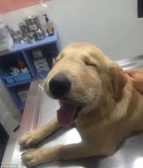 Internet Falls Head Over Heels For Golden Retriever With Swollen Face Funny Dog Pictures Dog Bee Sting Funny Dogs