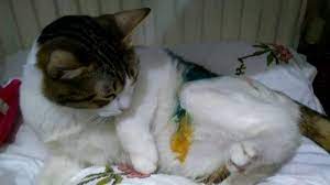 disi kedi kisirlastirma sonrasi youtube