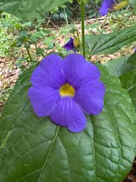 Image result for Thunbergia battiscombei