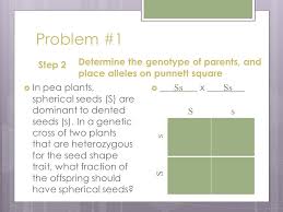 Complete a punnett square for this cross. How To Make A Punnett Square Ppt Video Online Download