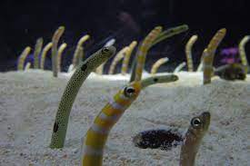 Spotted Garden Eel At Sumida Aquarium Sea Life Aquarium Sea