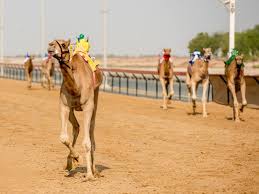 Get ready for the most ultimate and challenging racing game of the year. Covid 19 Dubai Camel Races Resume With Robot Jockeys Sports Photos Gulf News