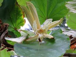 Image result for Pterospermum acerifolium
