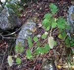 Image result for Cyathula natalensis