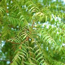 Image result for Azadirachta indica