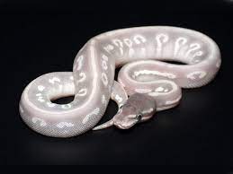 Purple Morph Ball Pythons Purple Passion Morph List World Of Ball Pythons Ball Python Pet Snake Ball Python Morphs