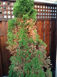 Image result for thuja drying out dead dried symptoms)