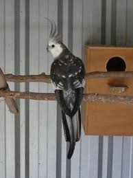 Photo Gallery Cockatiel African Lovebirds Pet Birds