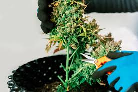 Seedlings need light for healthy growth. How To Regenerate Cannabis Plants Sensi Seeds Sensi Seeds