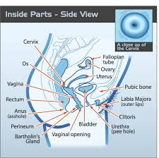 Vaginal irritation will often get better on its own. Inside Scoop Vagina And Uterus Teen Health Source
