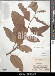 Image result for Tapura fischeri