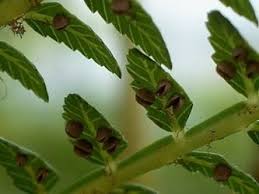 Image result for Ptisana