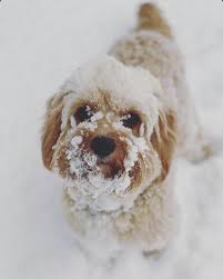 Beautiful apricot cavapoochon puppies for sale. Breeder Of Cavapoo And Cavapoochon Puppies