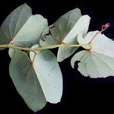 Image result for Agelanthus songeensis