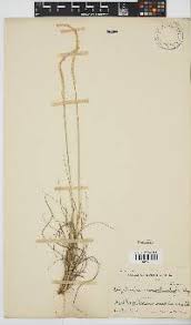 Image result for Digitaria monodactyla