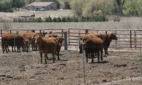 Crossbreeding For The Commercial Beef Producer Beef Cattle