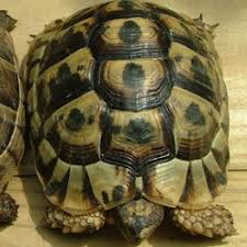 Basic Information Sheet Greek Or Spur Thighed Tortoise