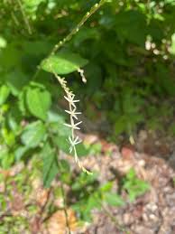 Image result for Petiveria alliacea