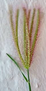 Image result for Chloris