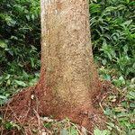 Image result for Lannea welwitschii