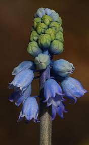 Muscari Chalusicum Muscari Insect Pollinators Plants