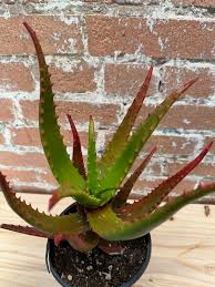 Image result for Aloe cameronii × christianii