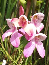 Image result for Disa woodii