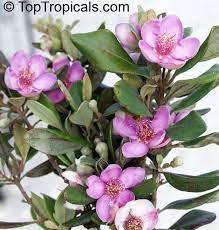 Pin On Small Perrenials