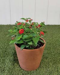 Image result for Lantana camara