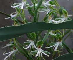 Image result for Bonatea