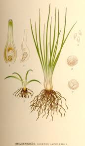 Image result for Isoetes