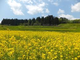 会津 パール ライン