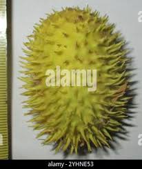 Image result for Cucumis zeyheri