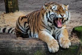 Auch ein fall von melanismus. Schwarzer Weisser Und Gelber Tiger Der Tagsuber Auf Einem Beige Sand Sitzt Kostenloses Stock Foto