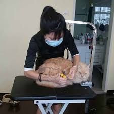 Enter zip code or city, state.error: Mobile Cat Grooming Services Singapore Likeable Pets