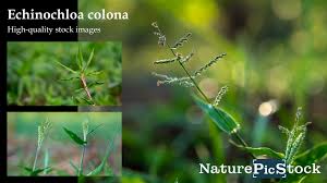 Image result for Echinochloa colona