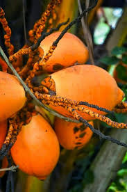 Pin On Exotic Fruit