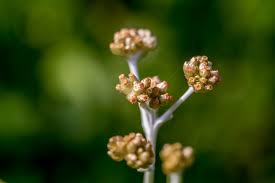 Image result for Pseudognaphalium luteo-album