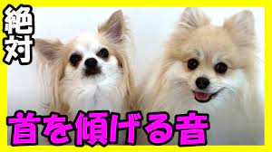 犬が首をかしげる音】【犬が反応する音】【犬が喜ぶ音】音源♪【私は犬が好き I love Dogs】 - YouTube