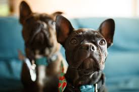 If your dog is able to walk on the lead without pulling, this may be a. French Bulldog Facts History Personality And Care Aspca Pet Health Insurance