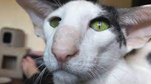 Reality Honks There Are Cats And Then There Are Oriental Shorthairs Youtube Oriental Shorthair Cats Oriental Shorthair Cats