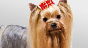 yorkshire terrier cinsi kopek ozellikleri ve bakimi yorkshire terrier yorkshire kopek