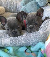 When you look at something which says french bulldog for sale under 1000, be wary of it. French Bulldog Puppies For Sale Under 1000 Pets Lovers