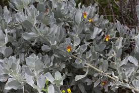 Image result for Petalidium englerianum