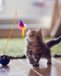 2 males and 2 females. 9 Signs Your Cat Loves You How To Tell If Your Cat Loves You
