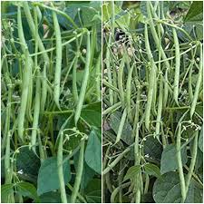 Get a big pot, fill it up with soil, sow beans in it, trellis tem when they get growing, and pick beans often! Growing French Beans In Pots Containers A Full Guide Gardening Tips