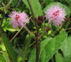 Image result for Mimosa invisa