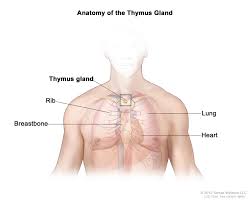 Diagram of ganglionic areas numbered 1 to 14, used in clinical practice in thoracic. Adult Cardiothoracic Surgery Thymoma Thymic Carcinoma